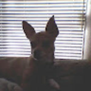 Meet your Posher, Donna